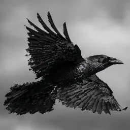 Data Raven
